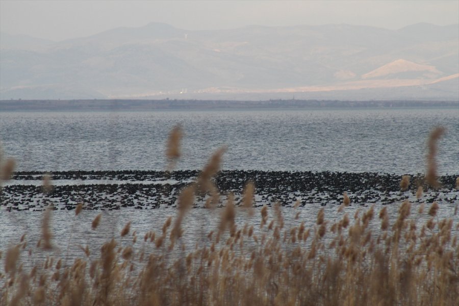 Beyşehir Gölü Kıyılarına Sakar Meke Akını