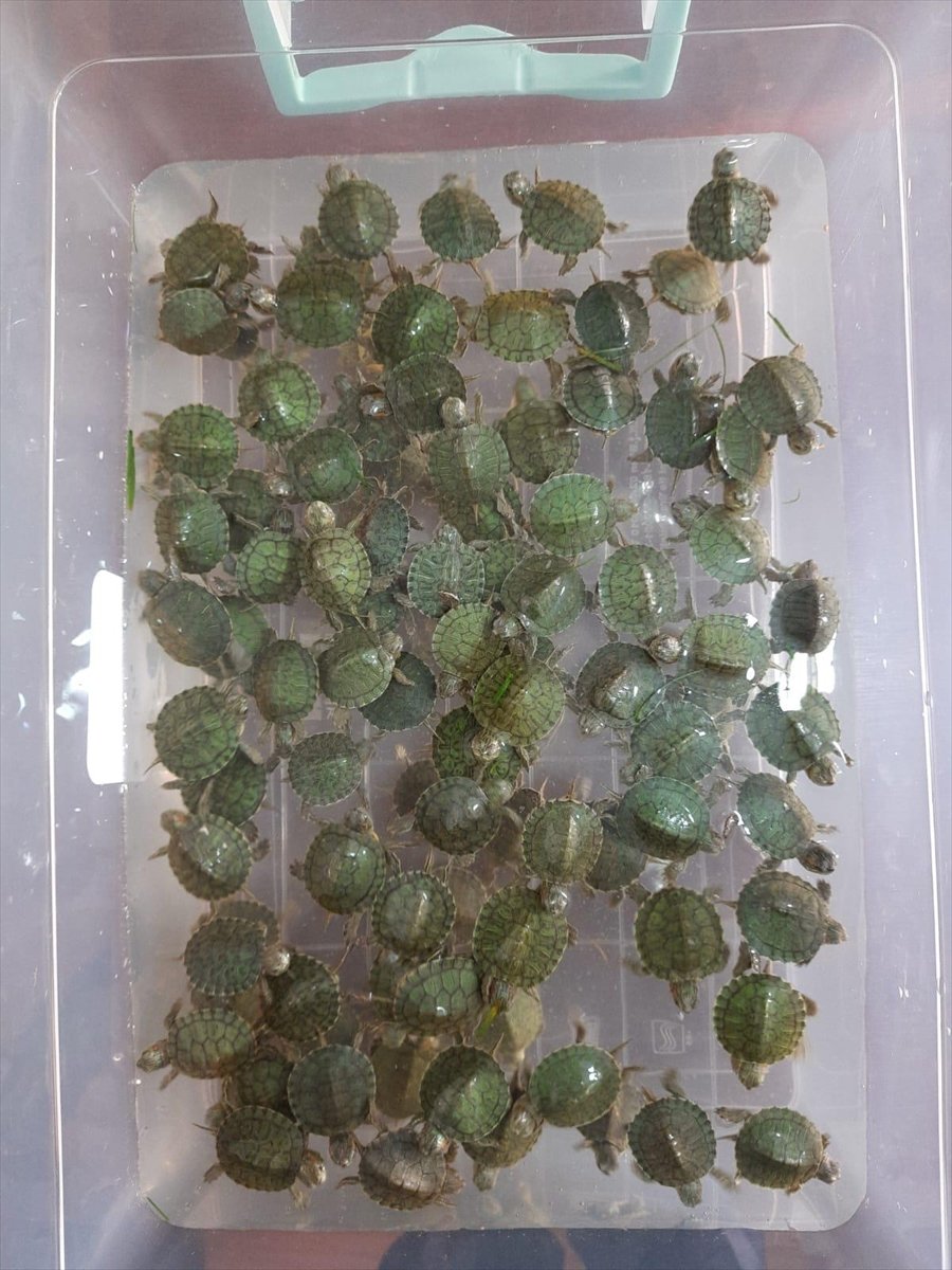 Şereflikoçhisar'da 100 Adet Kırmızı Yanaklı Su Kaplumbağası Ele Geçirildi