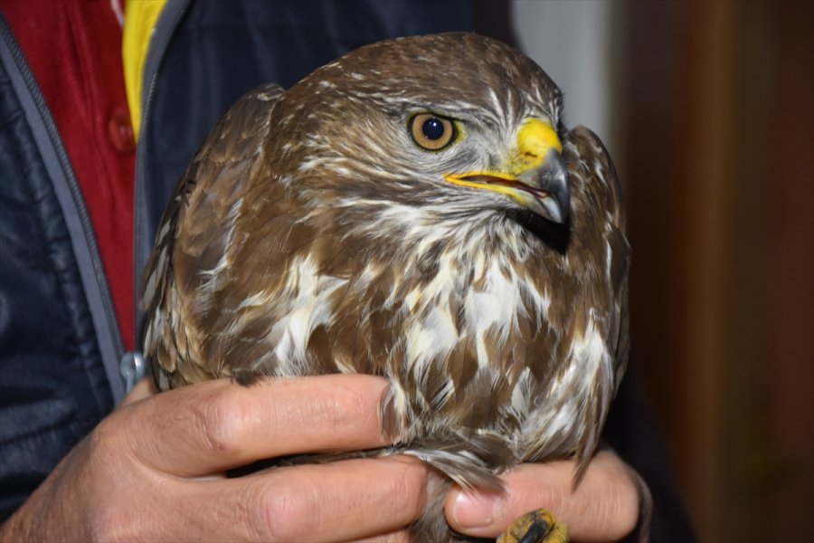 Eskişehir'de Doğada Bulunan Ve Felç Geçirdiği Düşünülen Doğan Kuşunun Tedavisine Başlandı