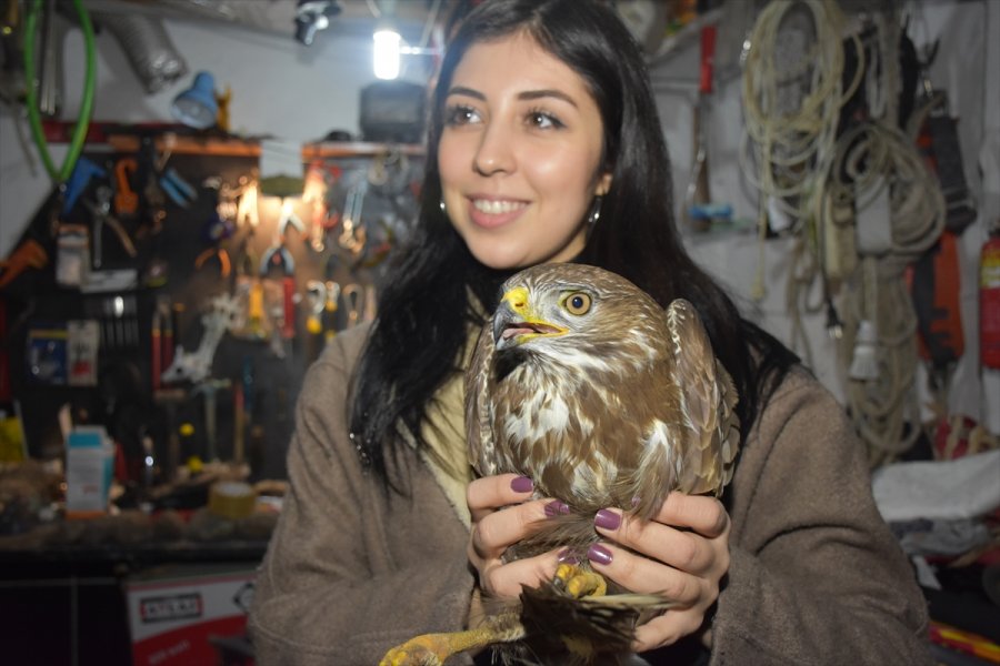 Eskişehir'de Doğada Bulunan Ve Felç Geçirdiği Düşünülen Doğan Kuşunun Tedavisine Başlandı
