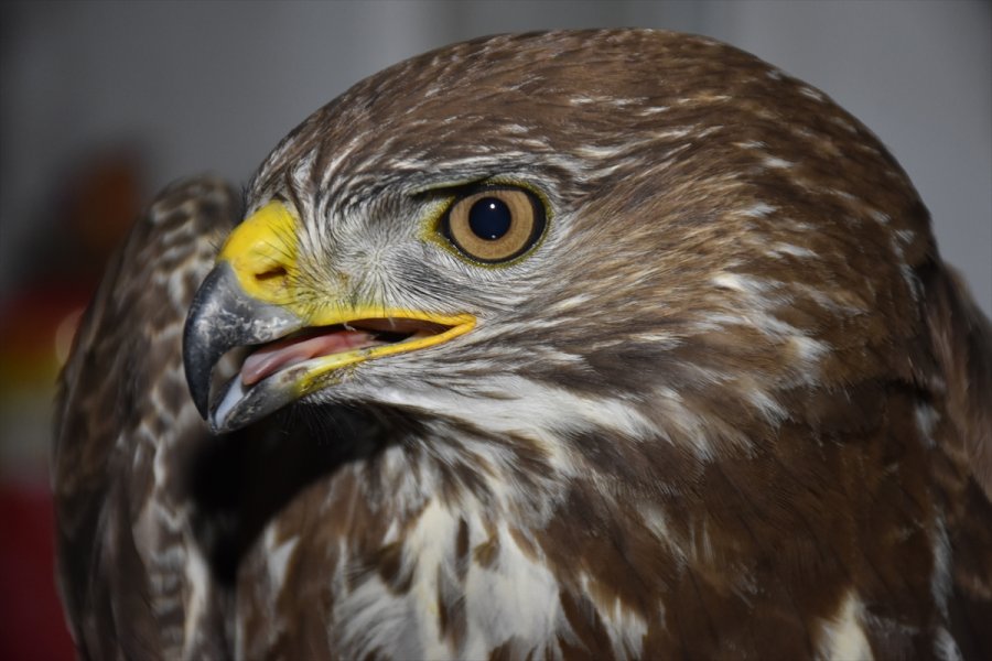 Eskişehir'de Doğada Bulunan Ve Felç Geçirdiği Düşünülen Doğan Kuşunun Tedavisine Başlandı