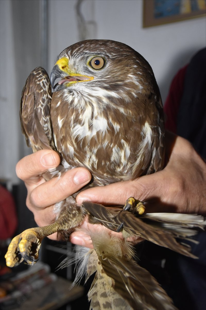 Eskişehir'de Doğada Bulunan Ve Felç Geçirdiği Düşünülen Doğan Kuşunun Tedavisine Başlandı