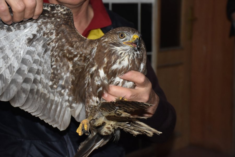 Eskişehir'de Doğada Bulunan Ve Felç Geçirdiği Düşünülen Doğan Kuşunun Tedavisine Başlandı