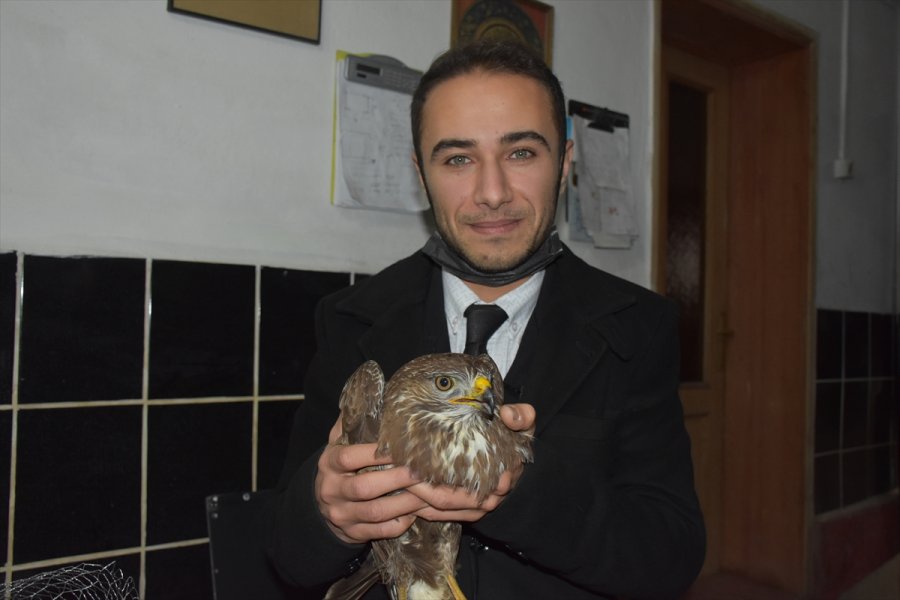 Eskişehir'de Doğada Bulunan Ve Felç Geçirdiği Düşünülen Doğan Kuşunun Tedavisine Başlandı