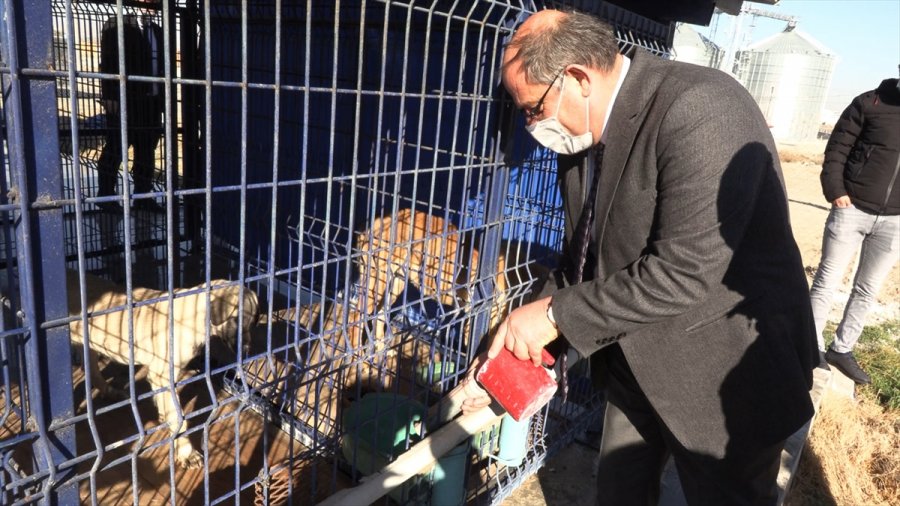 Karapınar'da Sokak Hayvanlarının Barındığı Bakımevine Ziyaret