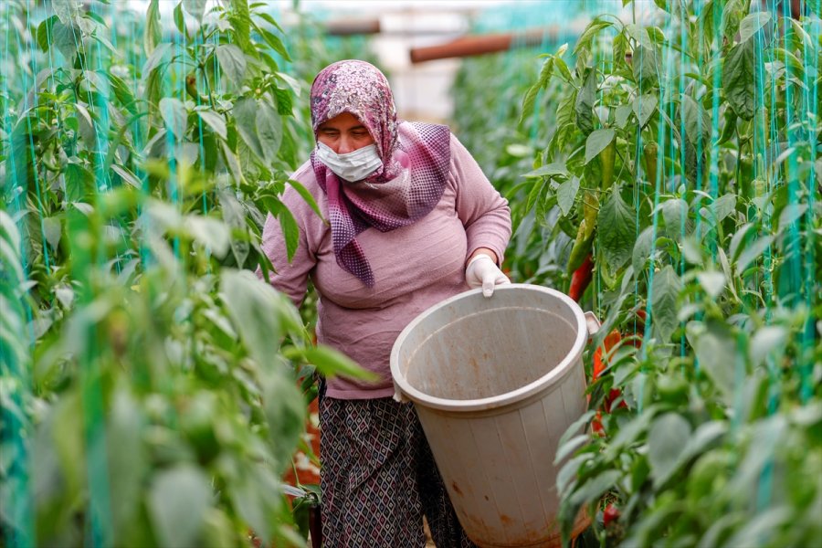 Antalya'da Seralarda Üretim Kısıtlamada Da Devam Etti