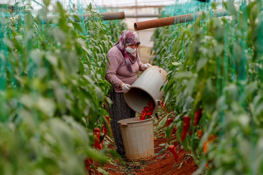 Antalya'da Seralarda Üretim Kısıtlamada Da Devam Etti