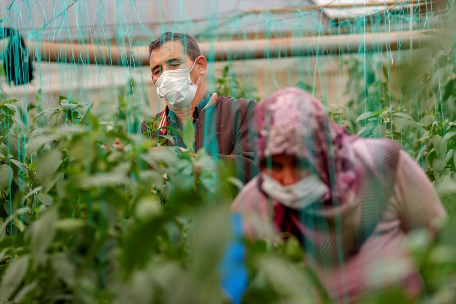 Antalya'da Seralarda Üretim Kısıtlamada Da Devam Etti