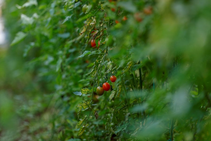 Antalya'da Seralarda Üretim Kısıtlamada Da Devam Etti