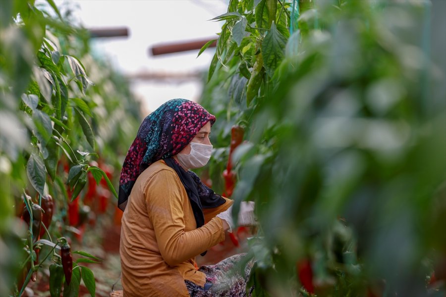 Antalya'da Seralarda Üretim Kısıtlamada Da Devam Etti