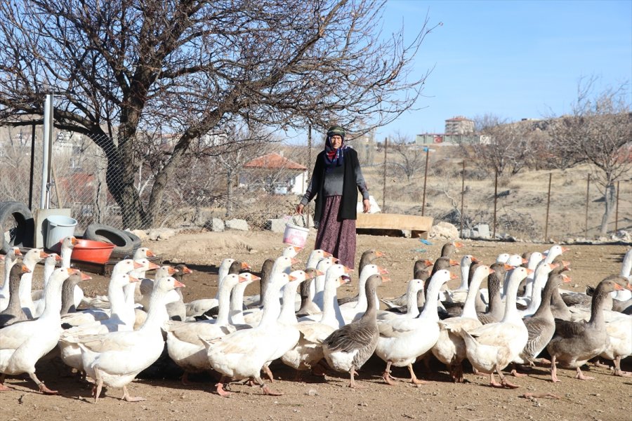 Oğlunun Aldığı 5 Kaz, 55 Yaşındaki Girişimci Kadının Geçim Kapısı Oldu