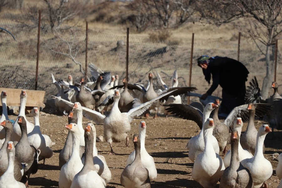 Oğlunun Aldığı 5 Kaz, 55 Yaşındaki Girişimci Kadının Geçim Kapısı Oldu