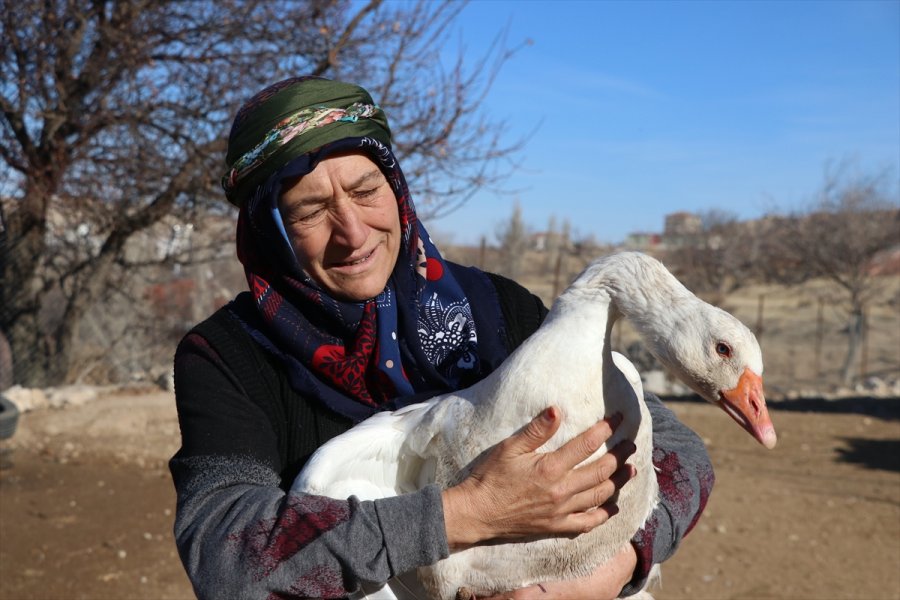 Oğlunun Aldığı 5 Kaz, 55 Yaşındaki Girişimci Kadının Geçim Kapısı Oldu
