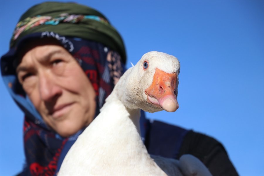 Oğlunun Aldığı 5 Kaz, 55 Yaşındaki Girişimci Kadının Geçim Kapısı Oldu