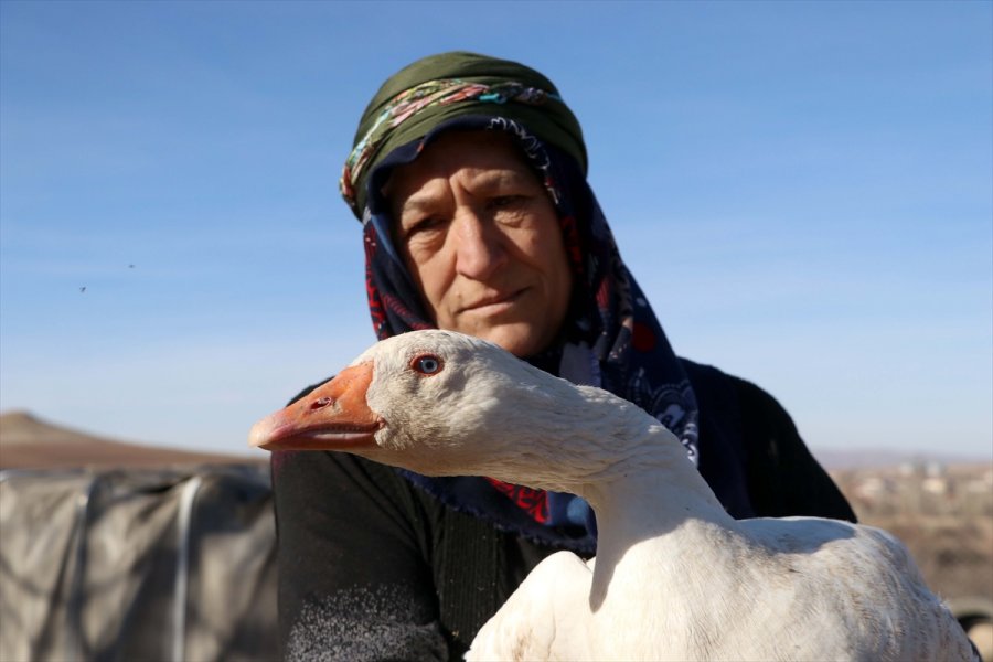 Oğlunun Aldığı 5 Kaz, 55 Yaşındaki Girişimci Kadının Geçim Kapısı Oldu