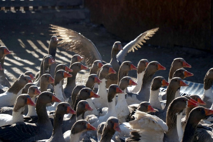 Oğlunun Aldığı 5 Kaz, 55 Yaşındaki Girişimci Kadının Geçim Kapısı Oldu