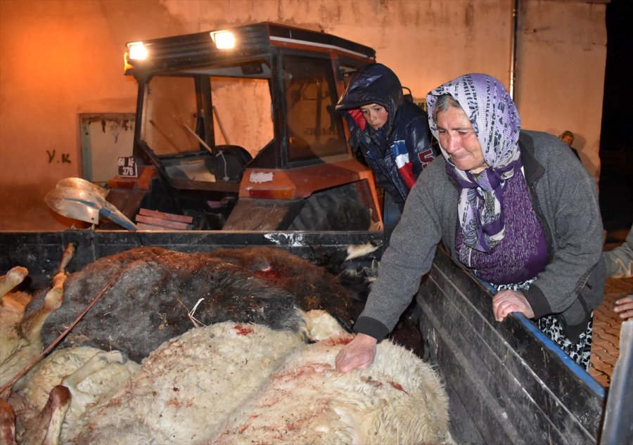 Aksaray'da Otomobil Koyun Sürüsüne Çarptı 2 Kişi Yaralandı