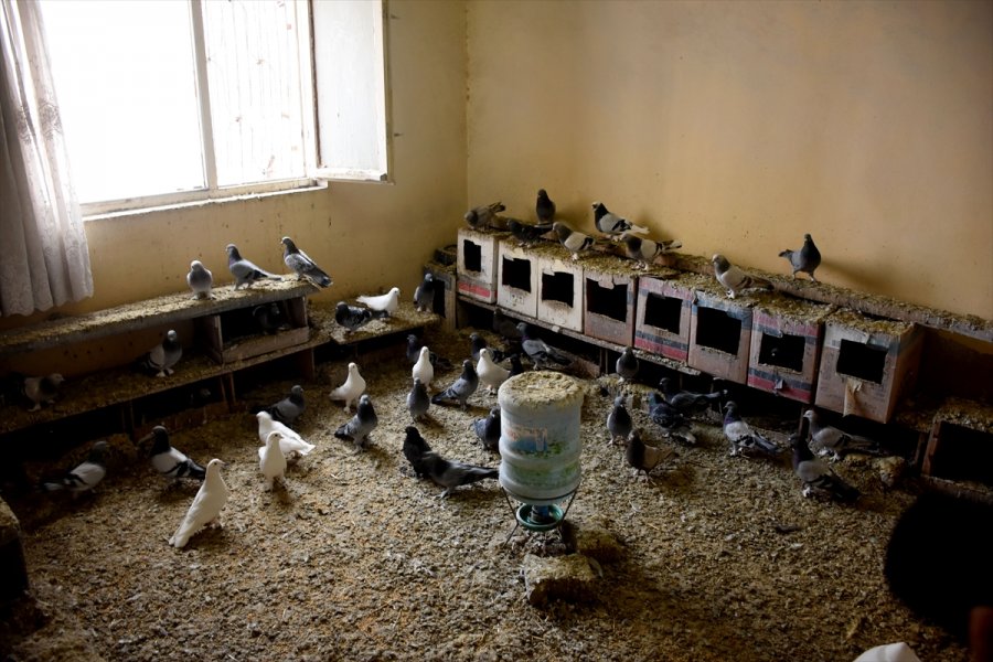 Kayseri'de Güvercin Hırsızlığı