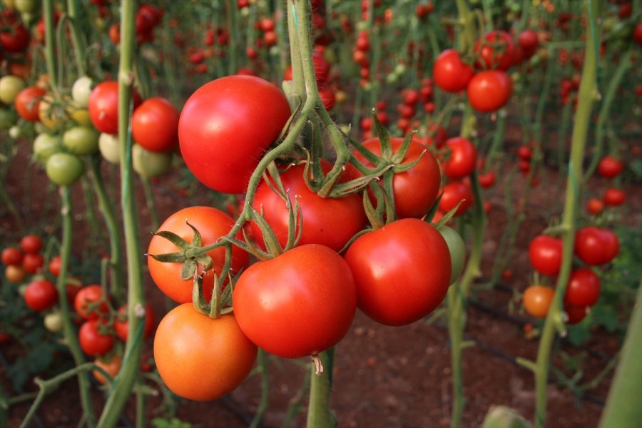 Mersin'de Seralarda Domates Hasadı Sürüyor