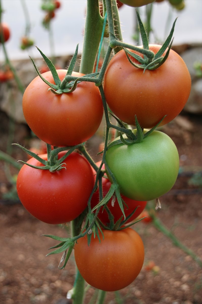 Mersin'de Seralarda Domates Hasadı Sürüyor
