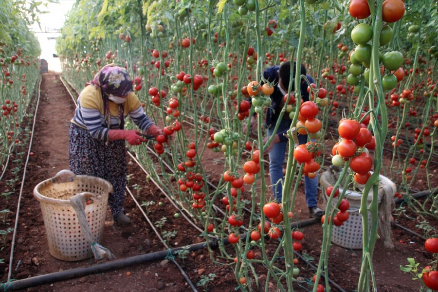 Mersin'de Seralarda Domates Hasadı Sürüyor