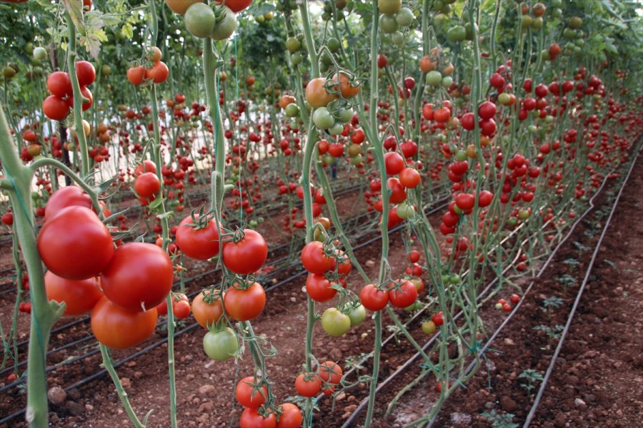 Mersin'de Seralarda Domates Hasadı Sürüyor