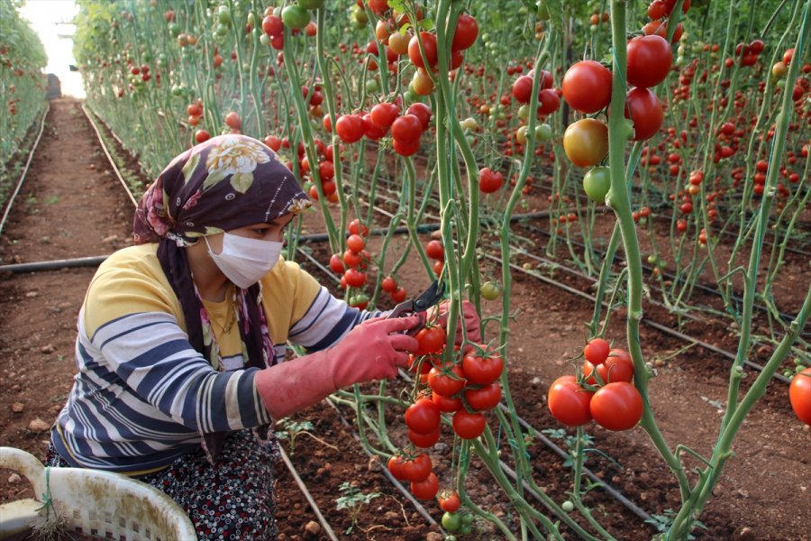 Mersin'de Seralarda Domates Hasadı Sürüyor