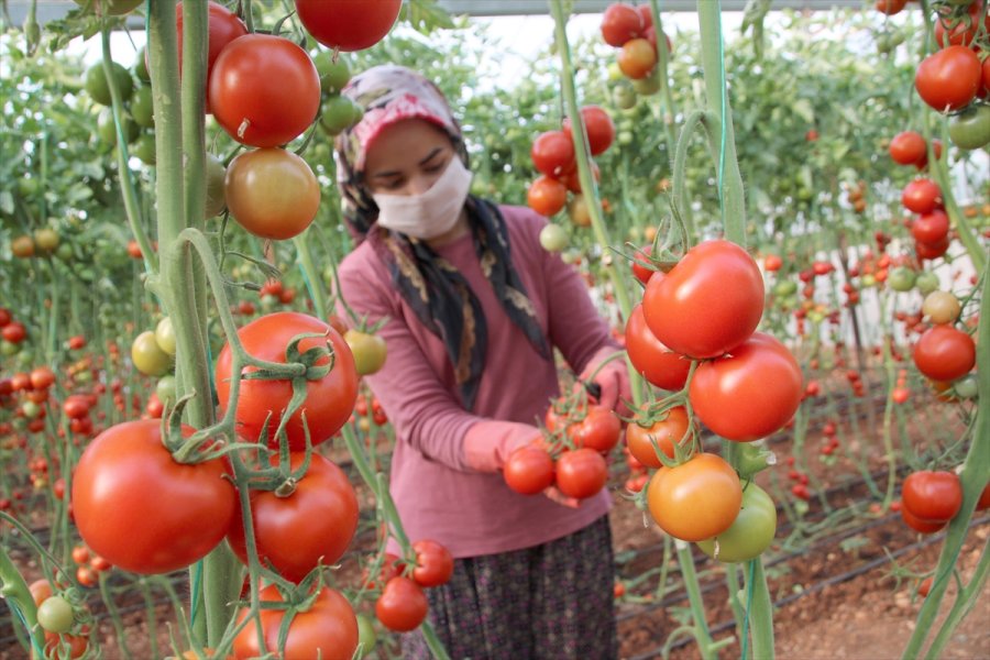 Mersin'de Seralarda Domates Hasadı Sürüyor