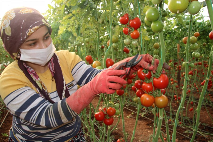 Mersin'de Seralarda Domates Hasadı Sürüyor