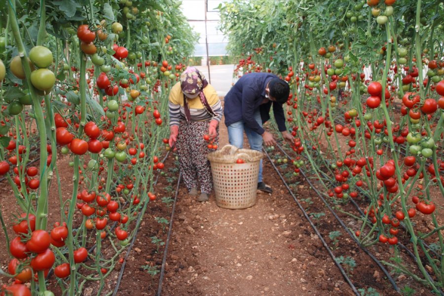 Mersin'de Seralarda Domates Hasadı Sürüyor