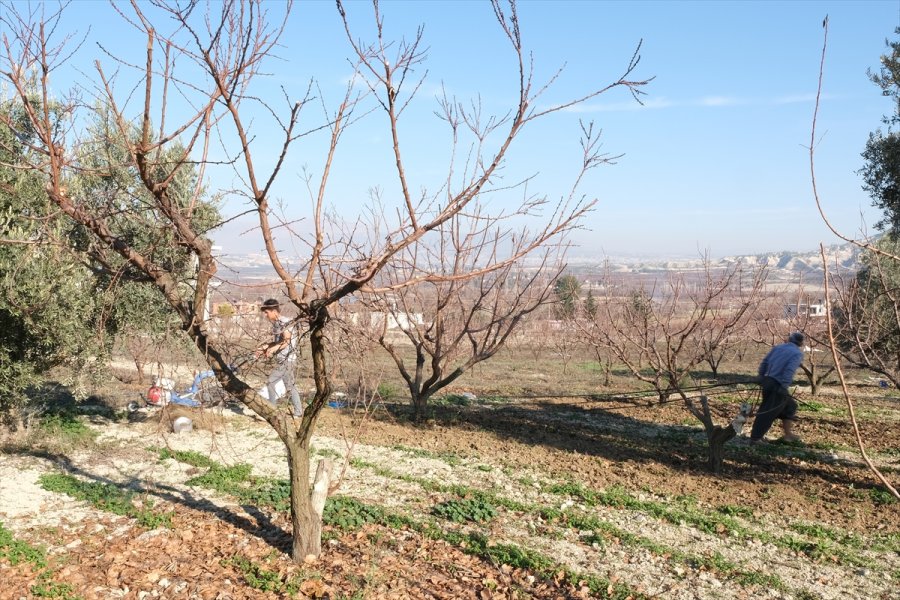 Mut'ta Bahçelerde Kışlık Bakım Başladı