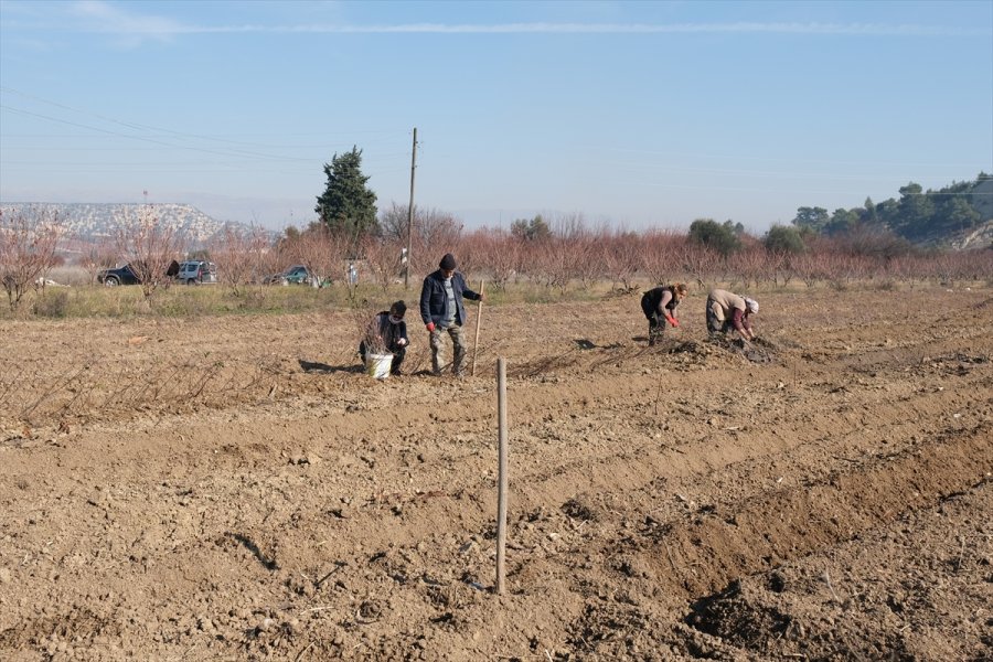 Mut'ta Bahçelerde Kışlık Bakım Başladı