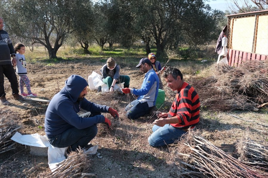 Mut'ta Bahçelerde Kışlık Bakım Başladı