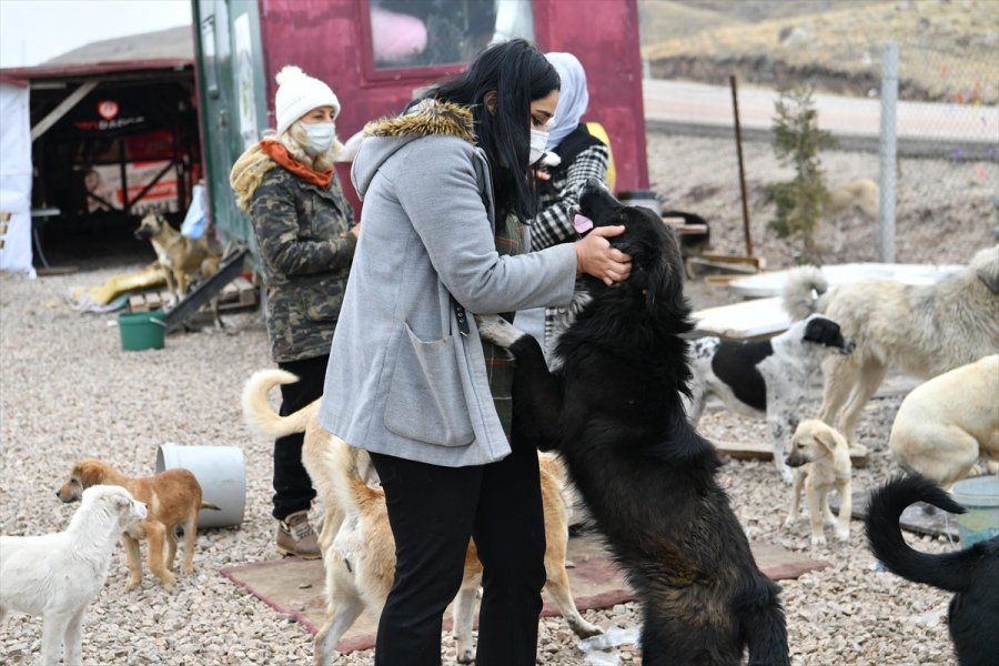 Mamak Belediyesi'nden Sokak Hayvanlarına Yiyecek Desteği