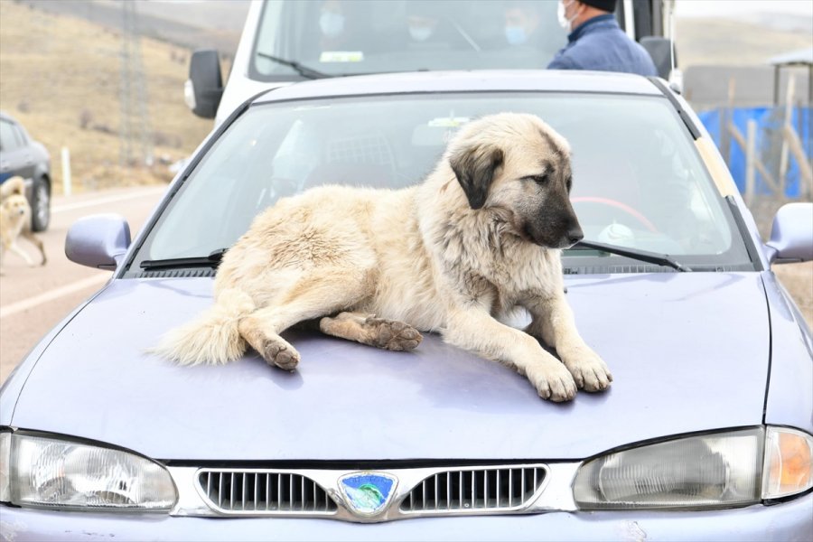 Mamak Belediyesi'nden Sokak Hayvanlarına Yiyecek Desteği