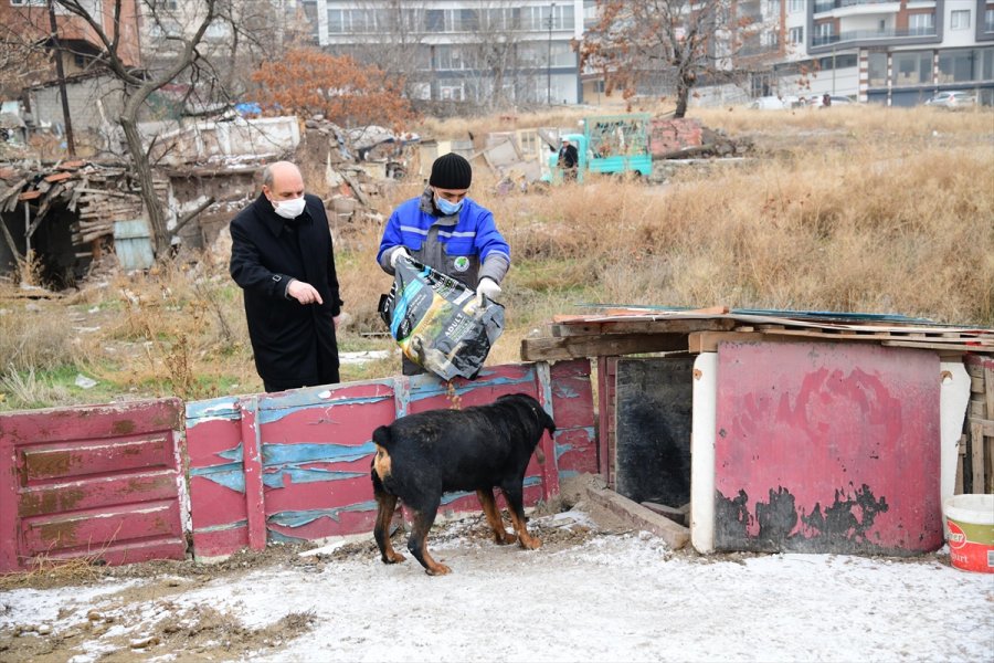 Mamak Belediyesi'nden Sokak Hayvanlarına Yiyecek Desteği