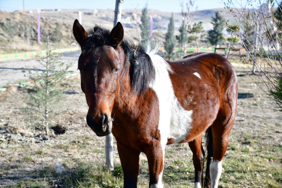 Sahibinden Kaçan At, Mamak Belediyesi Barınağına Gitti