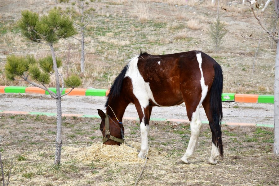 Sahibinden Kaçan At, Mamak Belediyesi Barınağına Gitti