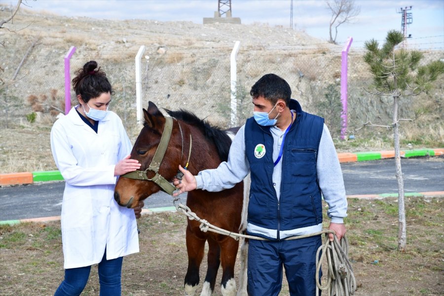 Sahibinden Kaçan At, Mamak Belediyesi Barınağına Gitti