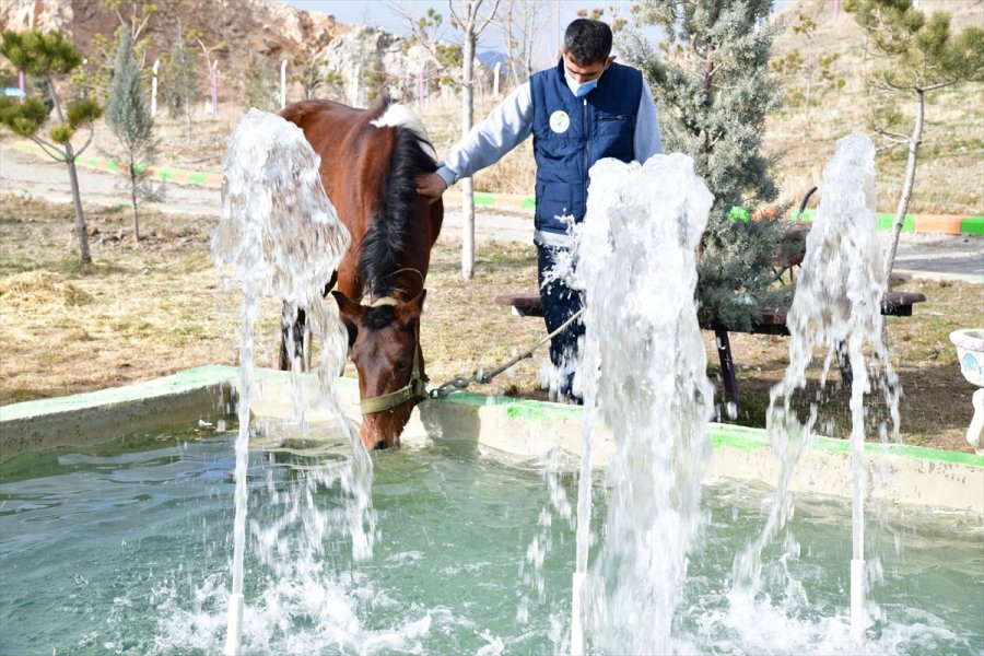 Sahibinden Kaçan At, Mamak Belediyesi Barınağına Gitti