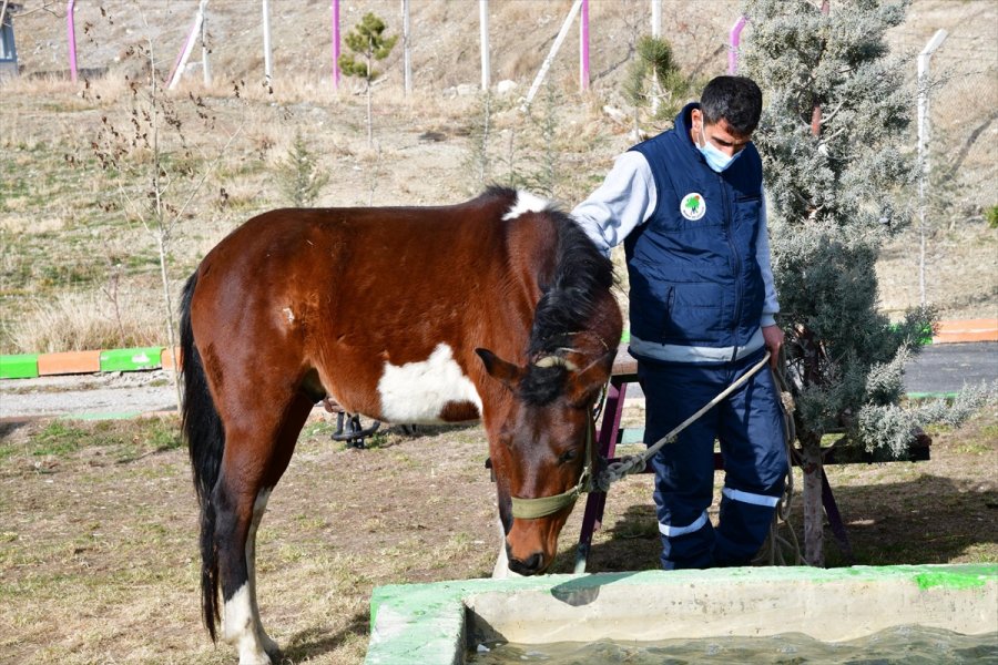 Sahibinden Kaçan At, Mamak Belediyesi Barınağına Gitti