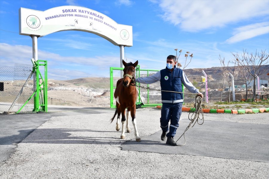 Sahibinden Kaçan At, Mamak Belediyesi Barınağına Gitti