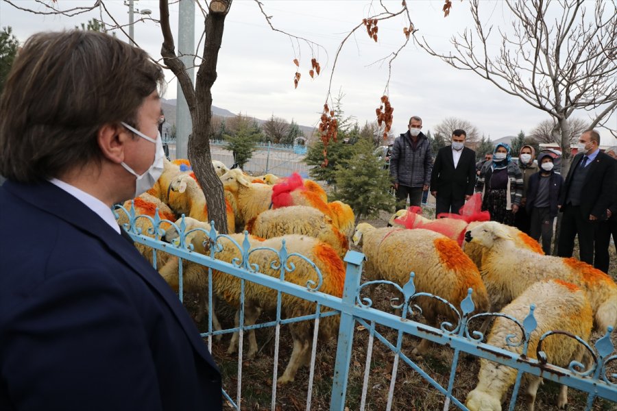 Aksaray Valiliği Trafik Kazasında Koyunları Telef Olan Şerife Nineyi Sevindirdi