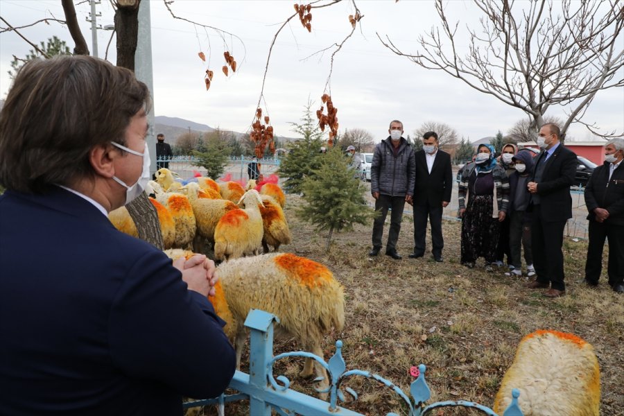 Aksaray Valiliği Trafik Kazasında Koyunları Telef Olan Şerife Nineyi Sevindirdi