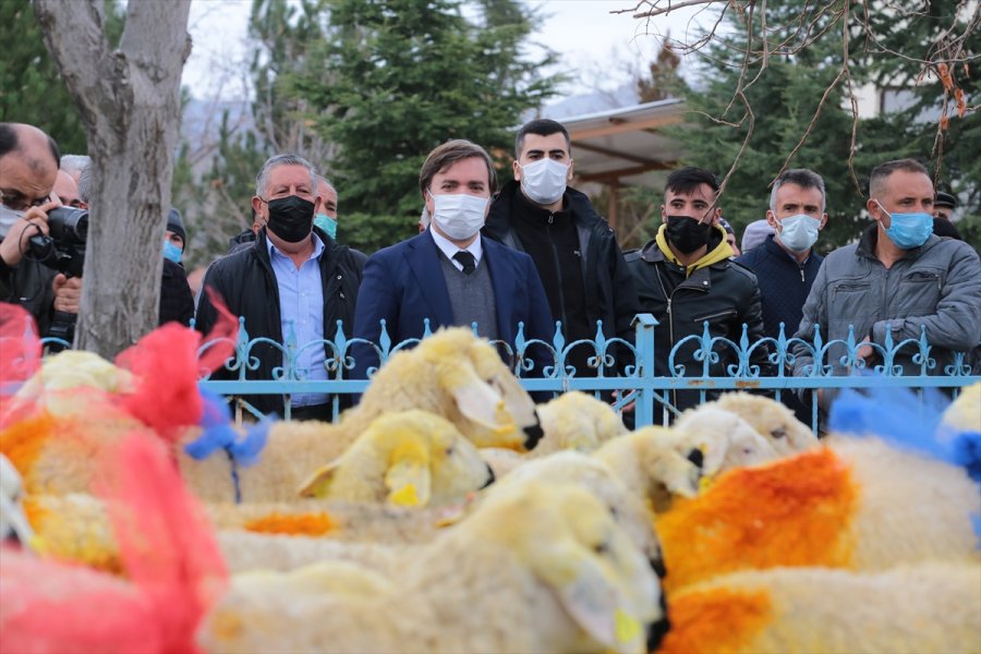 Aksaray Valiliği Trafik Kazasında Koyunları Telef Olan Şerife Nineyi Sevindirdi