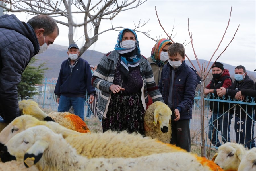 Aksaray Valiliği Trafik Kazasında Koyunları Telef Olan Şerife Nineyi Sevindirdi