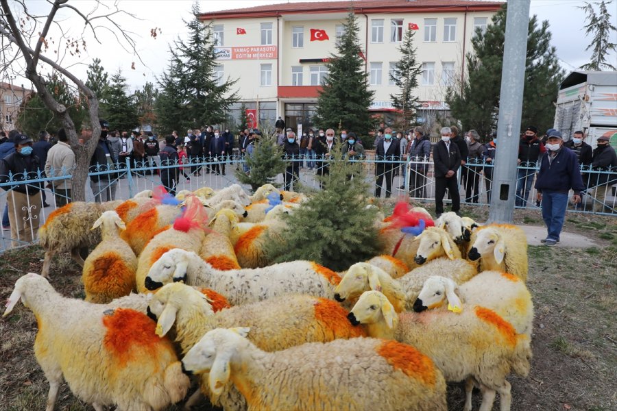 Aksaray Valiliği Trafik Kazasında Koyunları Telef Olan Şerife Nineyi Sevindirdi
