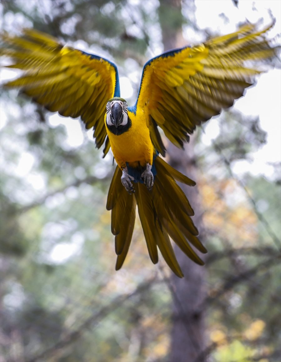 Antalya Hayvanat Bahçesinin Renkli Misafirleri: Papağanlar