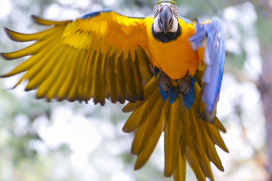 Antalya Hayvanat Bahçesinin Renkli Misafirleri: Papağanlar