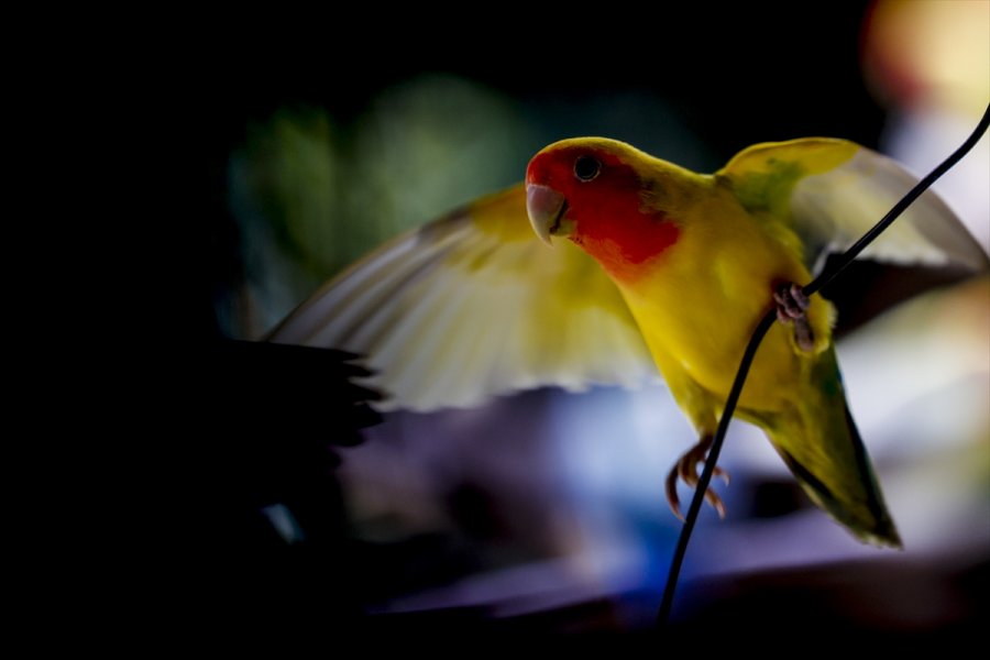 Antalya Hayvanat Bahçesinin Renkli Misafirleri: Papağanlar
